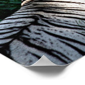 Affiche de tigre éclairée (Coin)