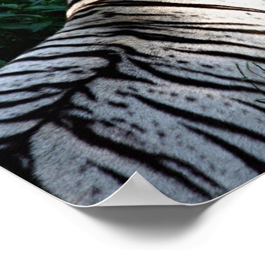 Affiche de tigre éclairée (Coin)