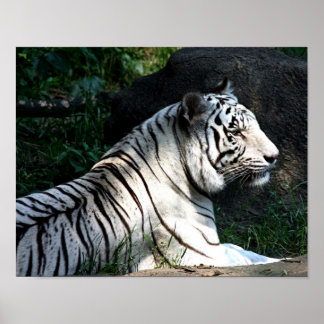 Affiche de tigre éclairée