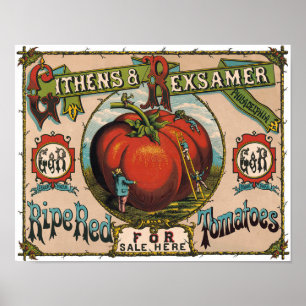 Affiche de Tomates Rouges Mûres Vintage