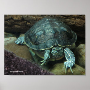 Affiche de tortue