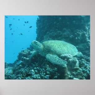Affiche de tortue de la Grande barrière de corail