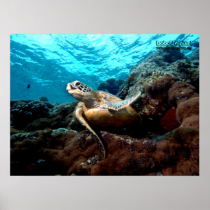 Affiche de tortue volante