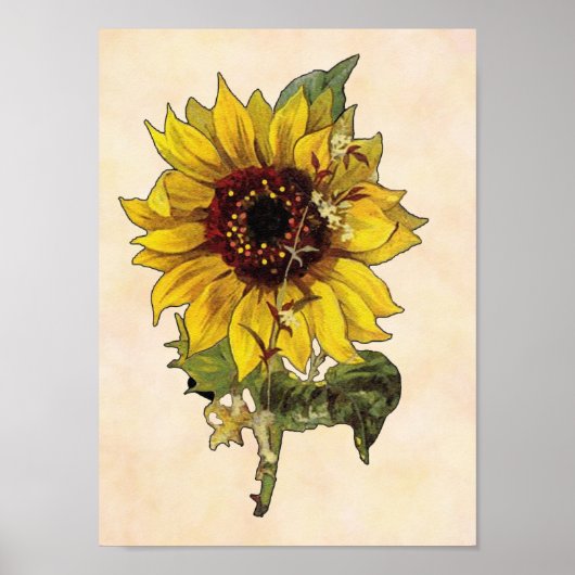 Affiche de tournesol (Devant)