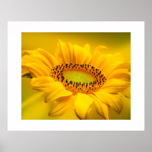 Affiche de tournesol