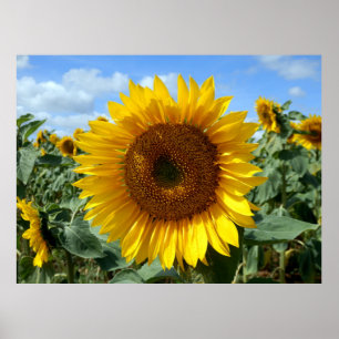 Affiche de tournesol