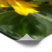 Affiche de tournesol (Coin)