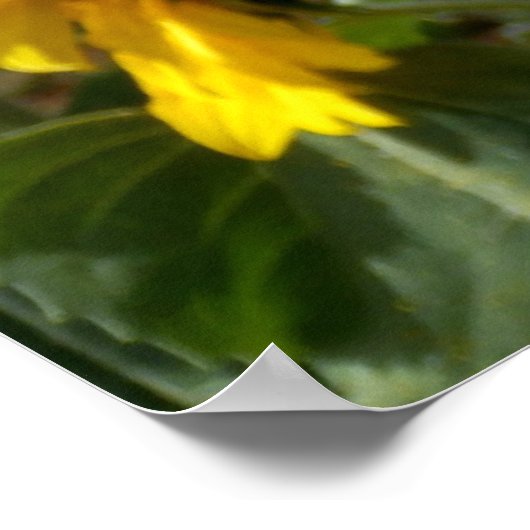 Affiche de tournesol (Coin)