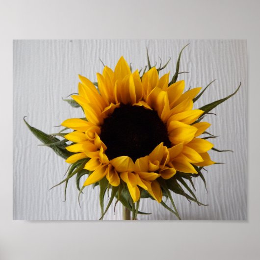 Affiche de tournesol (Devant)