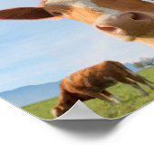 Affiche de vaches embrassantes (Coin)