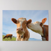 Affiche de vaches embrassantes (Devant)