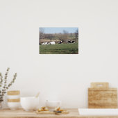 Affiche de vaches se reposant dans les champs (Cuisine)