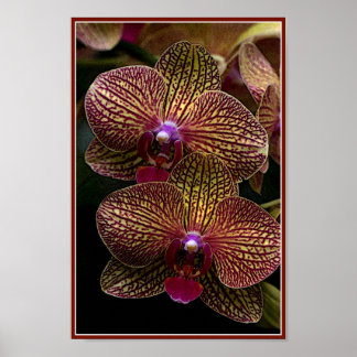 Affiche de Vanda Orchidées