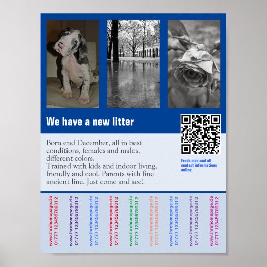 Affiche de vente de chiot avec QR code (Devant)