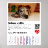 Affiche de vente de chiots avec code QR (Devant)