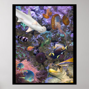 Affiche de vie marine