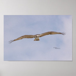 Affiche de vol d'oiseau de balbuzard