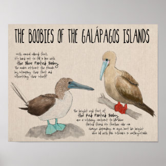 Affiche de voyage : Oiseaux des îles Galapagos
