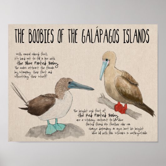 Affiche de voyage : Oiseaux des îles Galapagos (Devant)