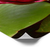 Affiche de Water Lily (Coin)