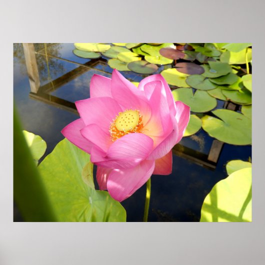 Affiche de Water Lily (Devant)