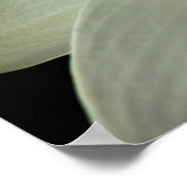 Affiche de Water Lily (Coin)