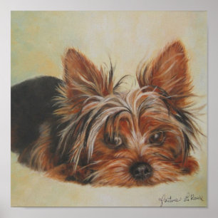 Affiche de Yorkshire Terrier