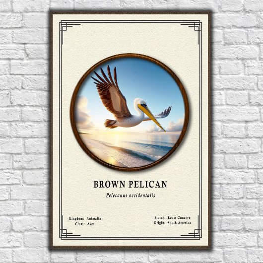 Affiche de zoologie du Pélican brun
