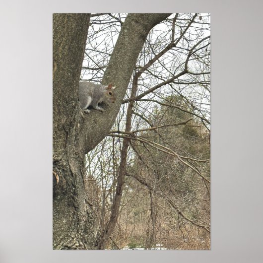 Affiche d'écureuil dans l'arbre (Devant)