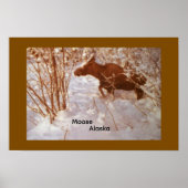 Affiche d'élan en Alaska (Devant)