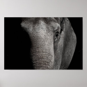 Affiche d'éléphant