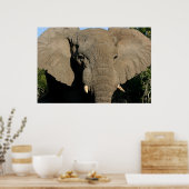 Affiche d'éléphant de taureau (Cuisine)