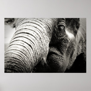Affiche d'éléphant en noir et blanc