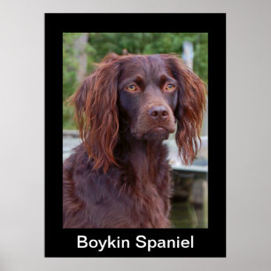 Affiche d'épagneul de Boykin