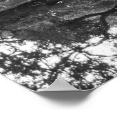 affiche des arbres de rivière (Coin)