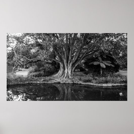 affiche des arbres de rivière (Devant)