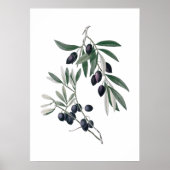 Affiche des branches d'olive (Devant)