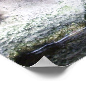 affiche des bunchaturtles (Coin)