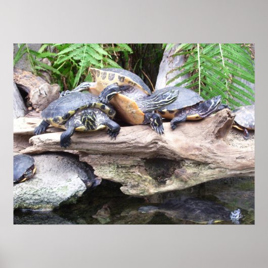 affiche des bunchaturtles (Devant)