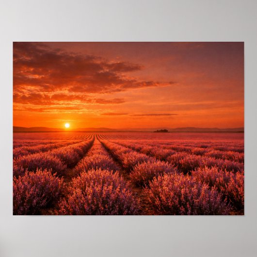 Affiche des champs de lavande au coucher de soleil (Devant)
