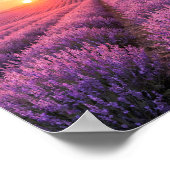 Affiche des champs de lavande violette - Provence (Coin)