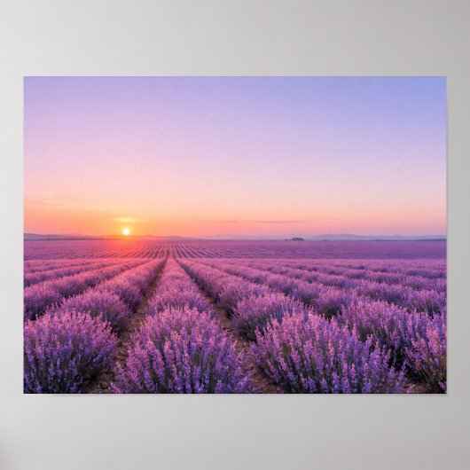 Affiche des champs de lavande violette - Provence (Devant)
