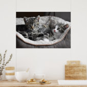 affiche des chatons pour bébé (Cuisine)