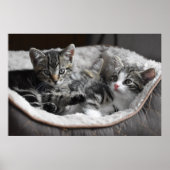 affiche des chatons pour bébé (Devant)