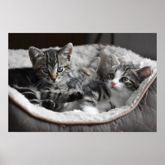 affiche des chatons pour bébé (Devant)