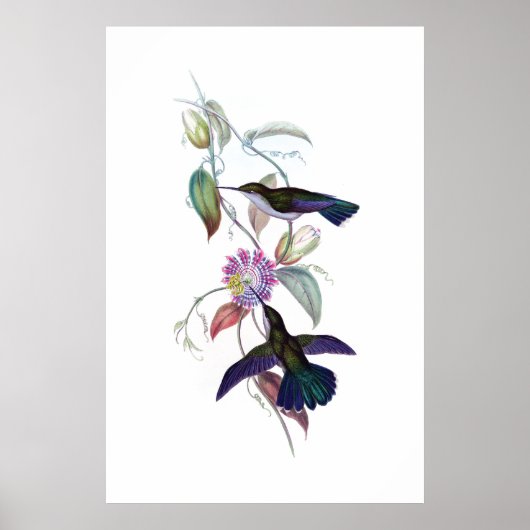 Affiche des colibris (Devant)