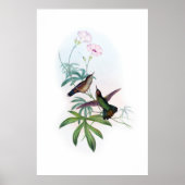 Affiche des colibris (Devant)
