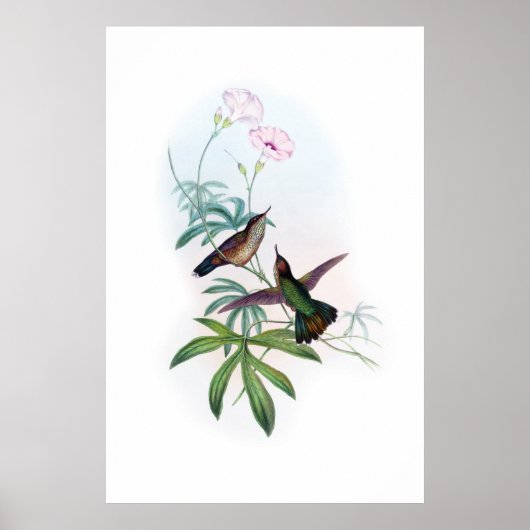 Affiche des colibris (Devant)