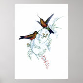 Affiche des colibris (Devant)