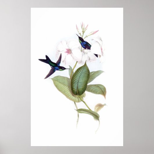 Affiche des colibris (Devant)